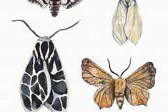 MOTH watercolor collection Product Image 2