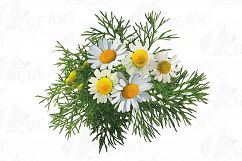 Watercolor Chamomile clip art pack, Chamomile flowers Product Image 8