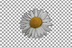 Watercolor Chamomile clip art pack, Chamomile flowers Product Image 7