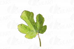 Watercolor Fig clip art pack,common fig leaves, fig fruit Product Image 6
