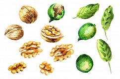 Walnut. Watercolor bundle Product Image 2