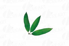 Watercolor Mango clip art pack, mango leaves and fruit  Product Image 9