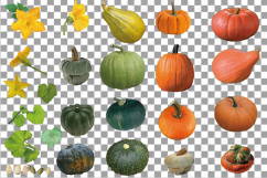 Watercolor pumpkin clip art pack, Pumpkin plant and flowers Product Image 4