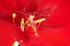 Amaryllis - the Red Flowers Photos Product Image 2