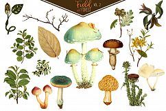 Field &amp; Forest Vintage Botanical Graphics Vol. 2 Product Image 4