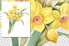 Florals - Vintage Yellow Daffodil Product Image 6