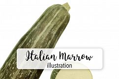 Italian Vegetable Marrow Squash Product Image 1