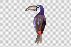 Tropical bird toucan PNG watercolor set Product Image 7