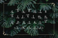 Monstera Product Image 7