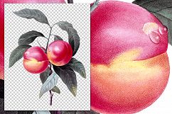 Fruit - Vintage Nectarines Product Image 2
