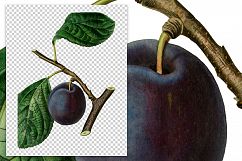 Fruit - Vintage Nectarine Plum Product Image 2