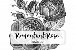 Rose - Vintage Black and White Remontant Hybrid Florals Product Image 1
