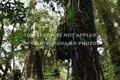 9 Tropical Rainforest Photos Product Image 8