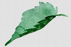 Begonia flower plant PNG watercolor set Product Image 4