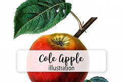 Fruit - Vintage Cole Apple Product Image 1