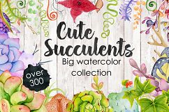 Succulents &amp; Cactuses Product Image 2