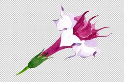 Wildflower burgundy Brugmansia PNG watercolor set Product Image 7