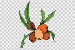 Sea Buckthorn or Seaberry SVG vector set Product Image 4