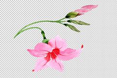 Wildflower pink dipladies PNG watercolor set   Product Image 5