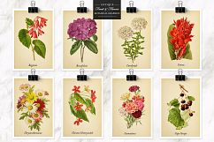 Antique Fruit &amp; Flowers Graphics Product Image 4