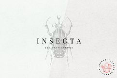 Premium Insects Illustrations Product Image 1