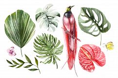 Hand Drawn Watercolor Tropic 3 Product Image 2