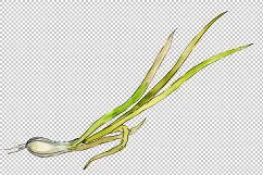 Onion vegetables PNG watercolor set Product Image 5