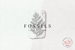 Premium Fossils Illustrations Product Image 1