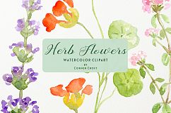 Watercolor herb flower clipart Product Image 9