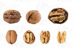 Nuts clip art pack, Watercolor nuts chart, food print Product Image 23