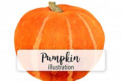 Pumpkin - Vintage Illustration Product Image 1
