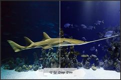 Underwater Fix Profiles for LR 7.3 &amp; ACR 10.3 Product Image 5