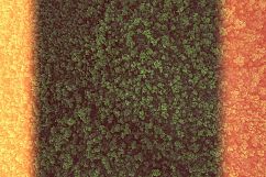 The Forest - 25 Gradients Product Image 3