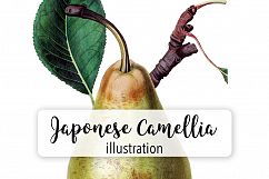 Fruit - Vintage Jargonelle Pear Product Image 1