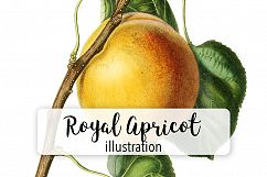 Fruit - Vintage Royal Apricot Product Image 1