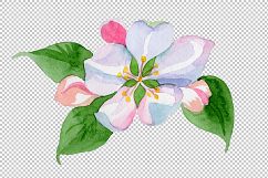 Apple blossom PNG watercolor set Product Image 3