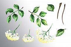 Elderflower. Watercolor collection Product Image 2