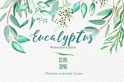 Eucalyptus. Watercolour clipart. Product Image 5