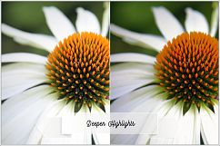 Incredible Flowers Profiles LR7.3 ACR10.3 Product Image 16