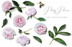 Pretty Peonies Graphics Product Image 2