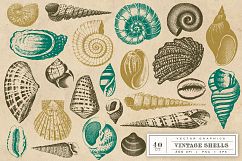 Vintage Shell Vector Graphics Product Image 2