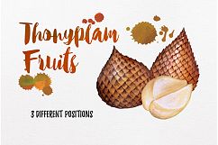 watercolor fruit vol.7 Product Image 6