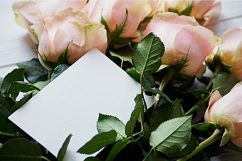 Gentle Roses Stock Photos Pack Product Image 3