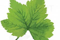 Watercolor leaf clip art pack. Eps, png, jpg, pdf, svg, vector illustrator &amp; corel files included, instant download Product Image 6