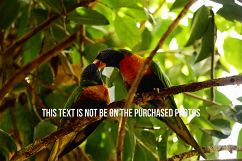 9 Beautiful Birds V2 Product Image 5