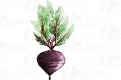 Watercolor Vegetables clip art pack, green and colorful vegetables. Healthy Food, eps png, jpg, svg, vector files included, instant download Product Image 12