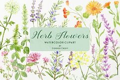 Watercolor herb flower clipart Product Image 1