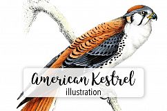 Birds - Vintage American Kestrel Product Image 1