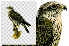 Birds - Vintage Hawk Gryfalcon Product Image 2