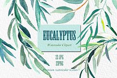 Eucalyptus. Watercolour clipart. Product Image 7